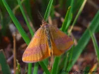 Zuringspanner [Lythria cruentaria]